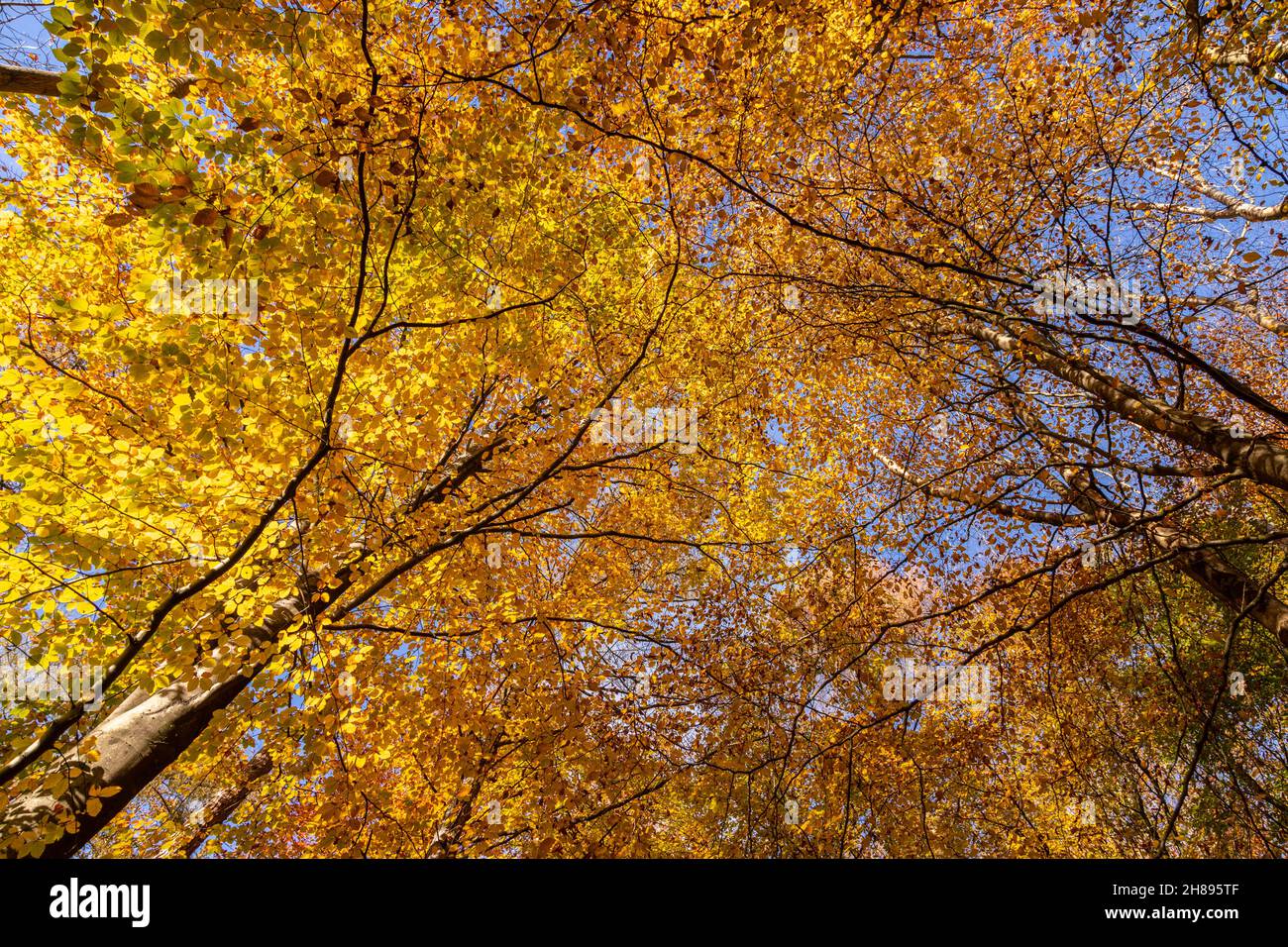 Trees in autumn colours, Loggerheads, North Wales Stock Photo