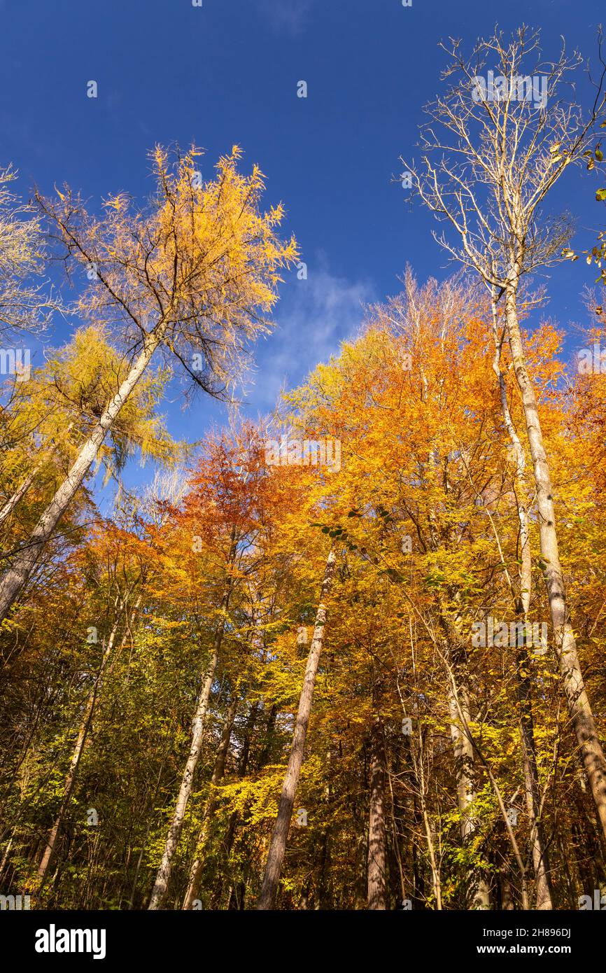 Trees in autumn colours, Loggerheads, North Wales Stock Photo