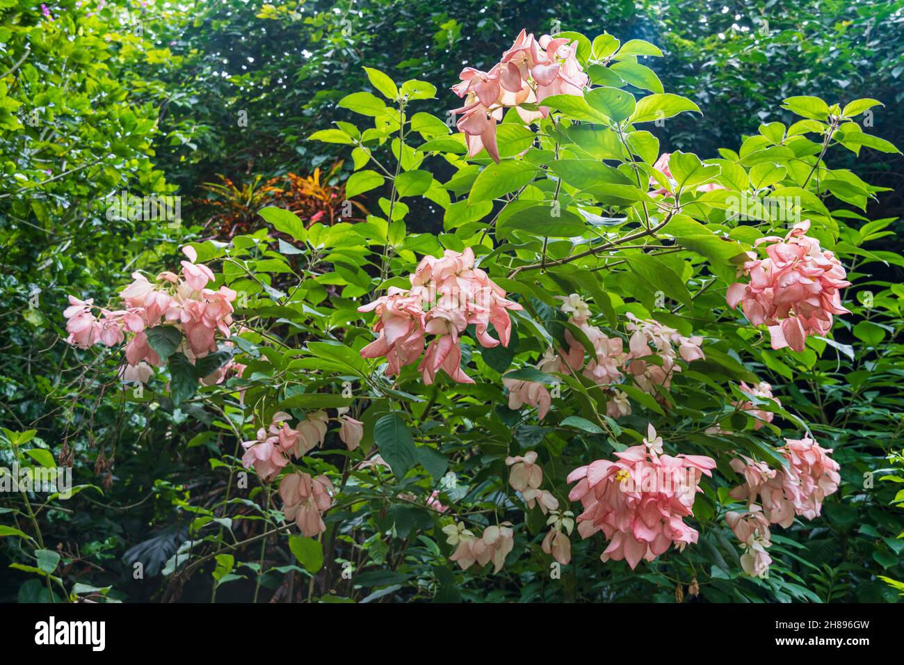 Tropical dogwood (Mussaenda philippica), native to the  Philippines - Florida, USA Stock Photo