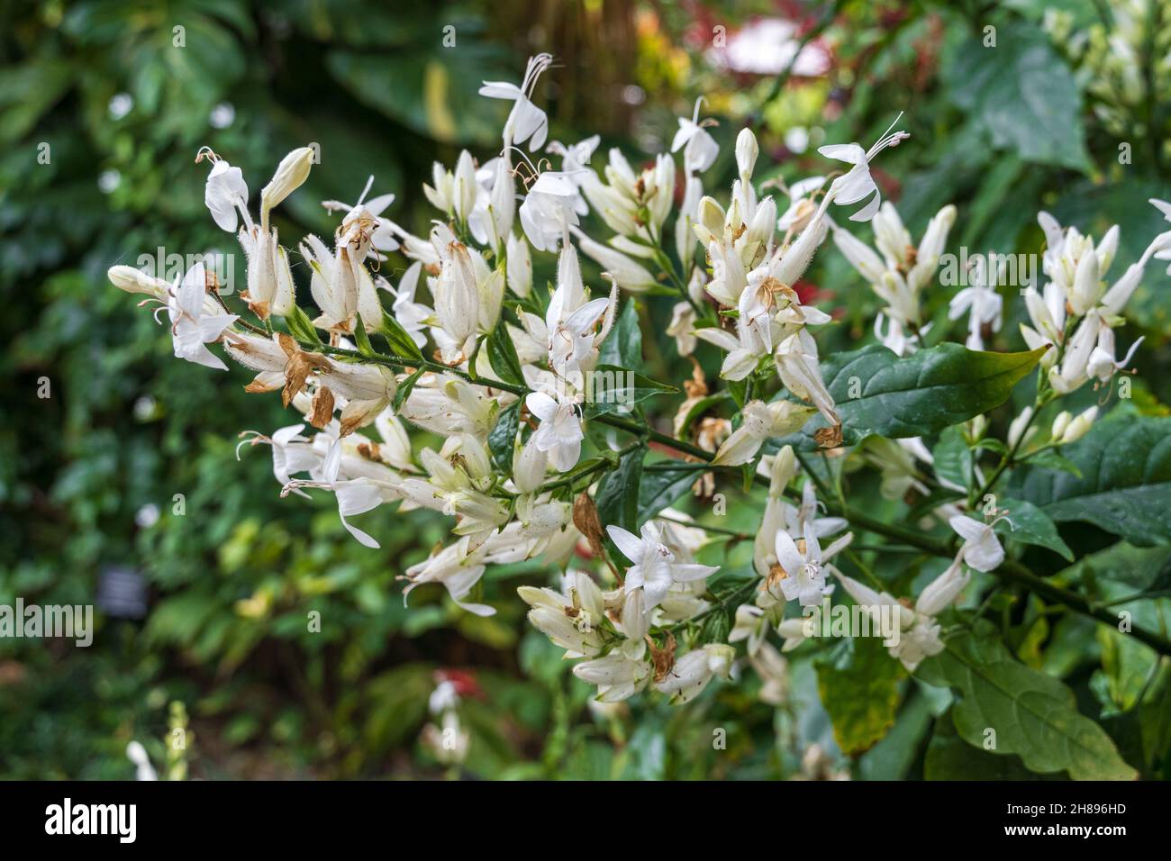 White candles (Whitfieldia elongata), native to Africa - Florida, USA Stock Photo