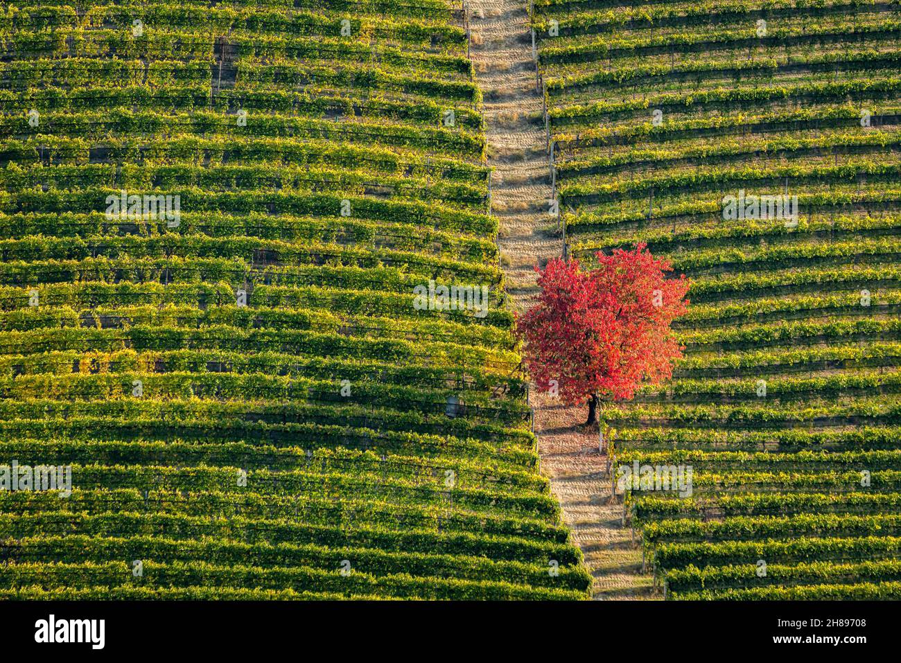 Amazing fall season colors near Serralunga d'Alba village. In the Langhe region, Cuneo, Piedmont, Italy. Stock Photo