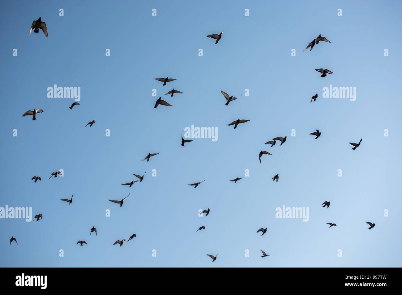 A group of birds flying high against blue cloudless sky background ...