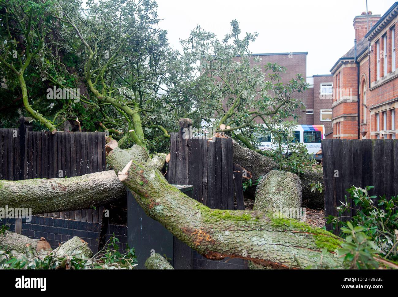 Tree felled by storm arwen hires stock photography and images Alamy