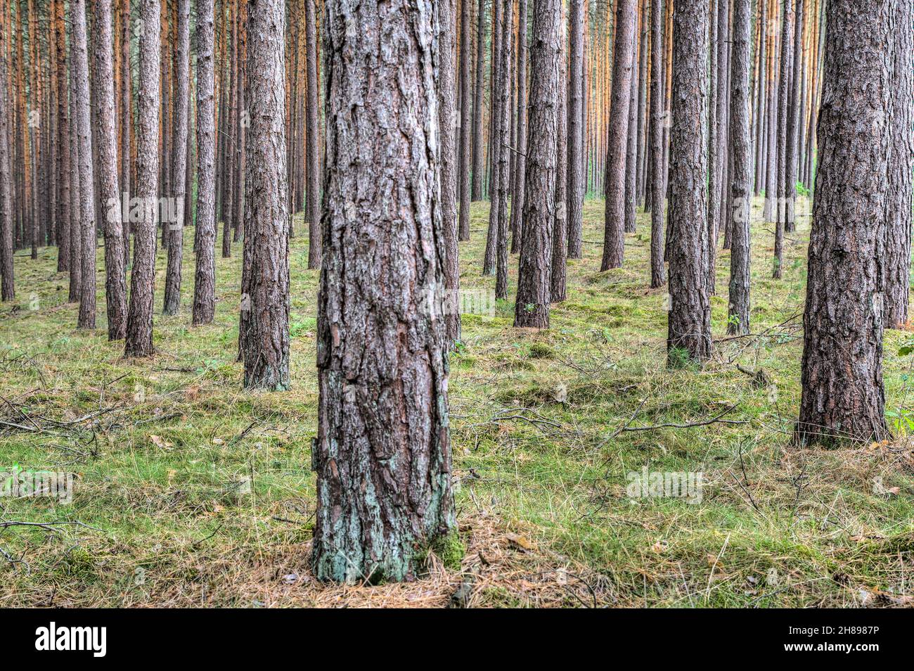 A vast pine forest, the smell of resin floating in the air. This is a