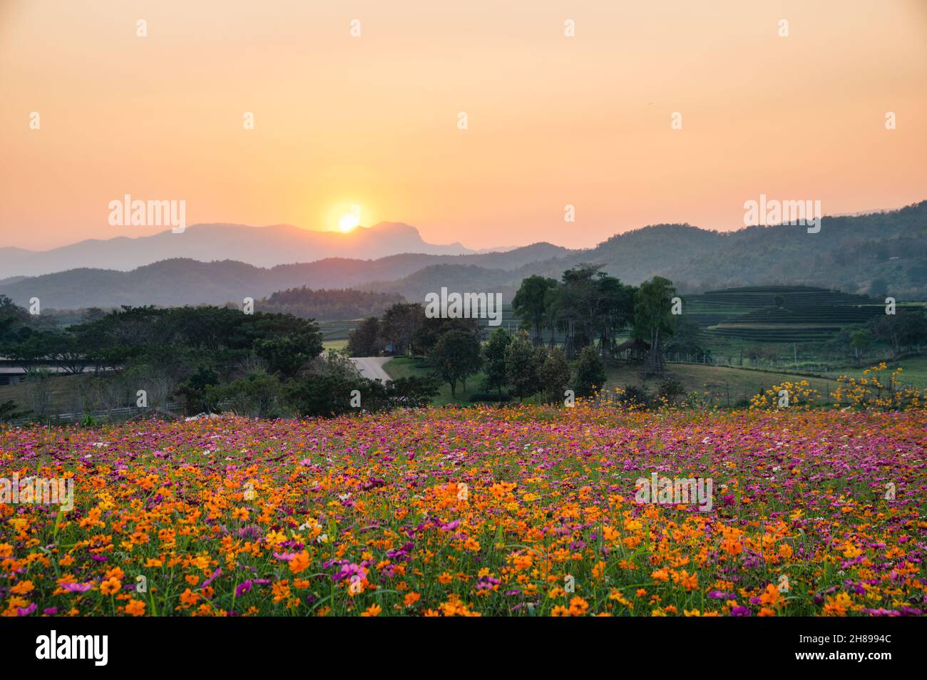 Cosmos flower field mountain hi-res stock photography and images - Alamy