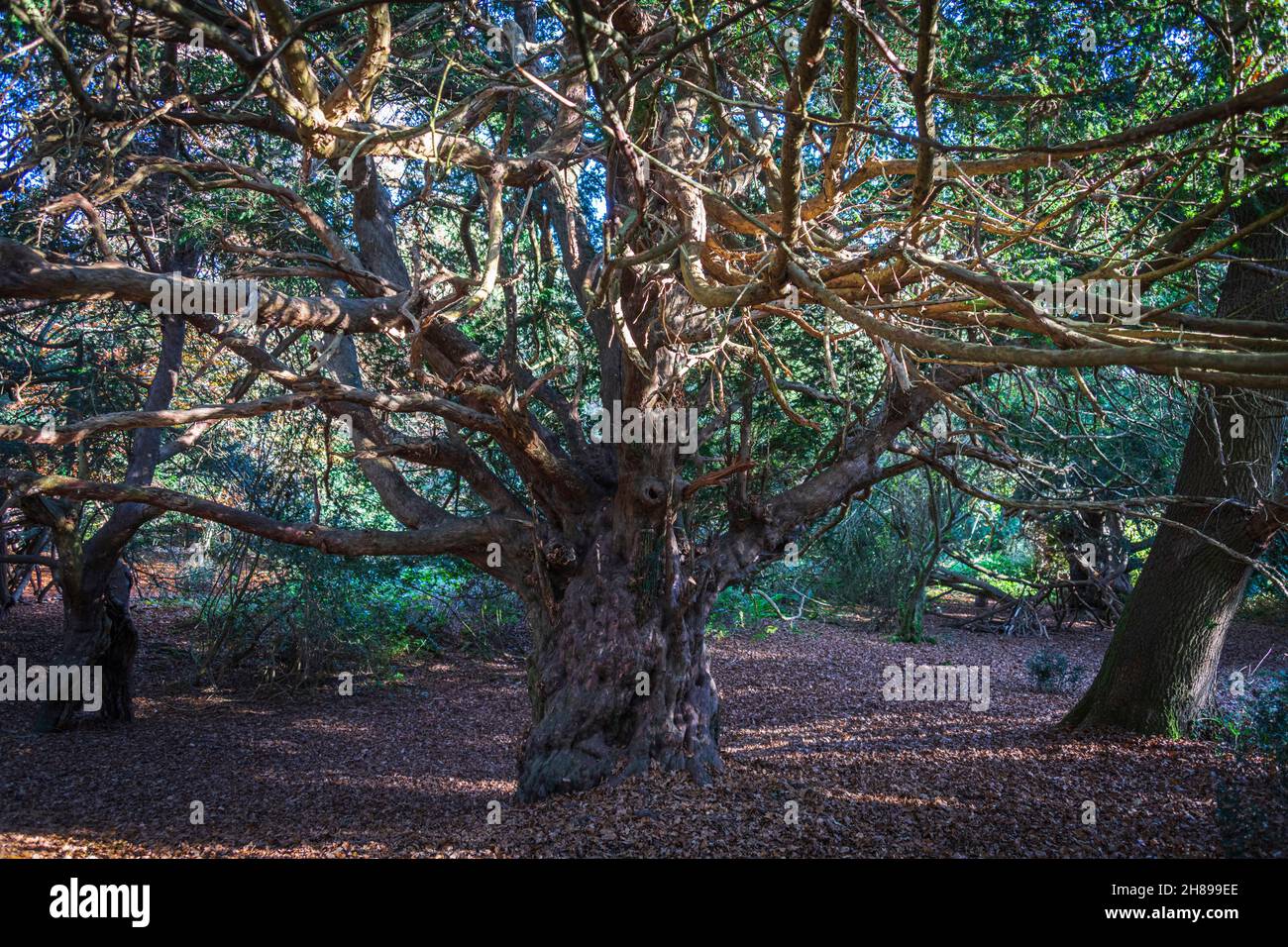 An ancient Yew tree spreading across a clearing in Kingley Vale, West Sussex. Stock Photo