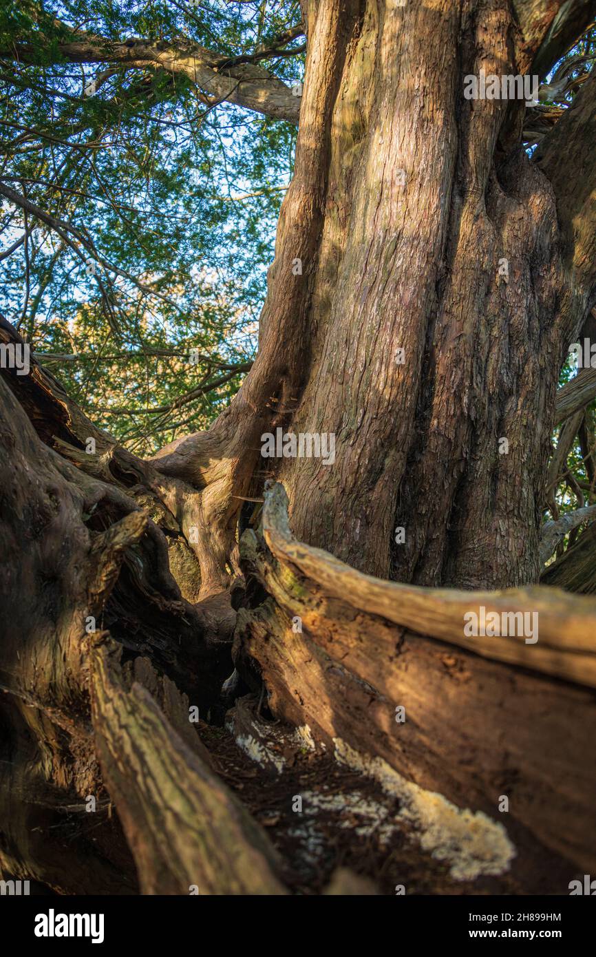 Looking up into a Yew Tree in the Ancient Yew Wood at Kingley Vale, West Sussex. Stock Photo