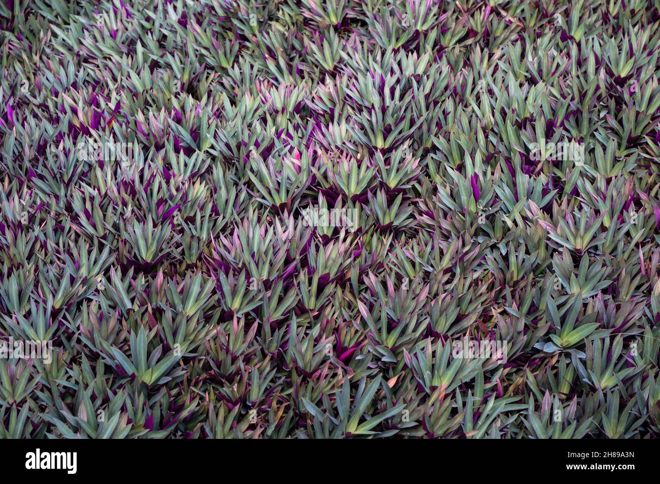 Oyster plant, Cradle plant, Clump of Moses plant sword-shaped leaves glossy green and purple Stock Photo