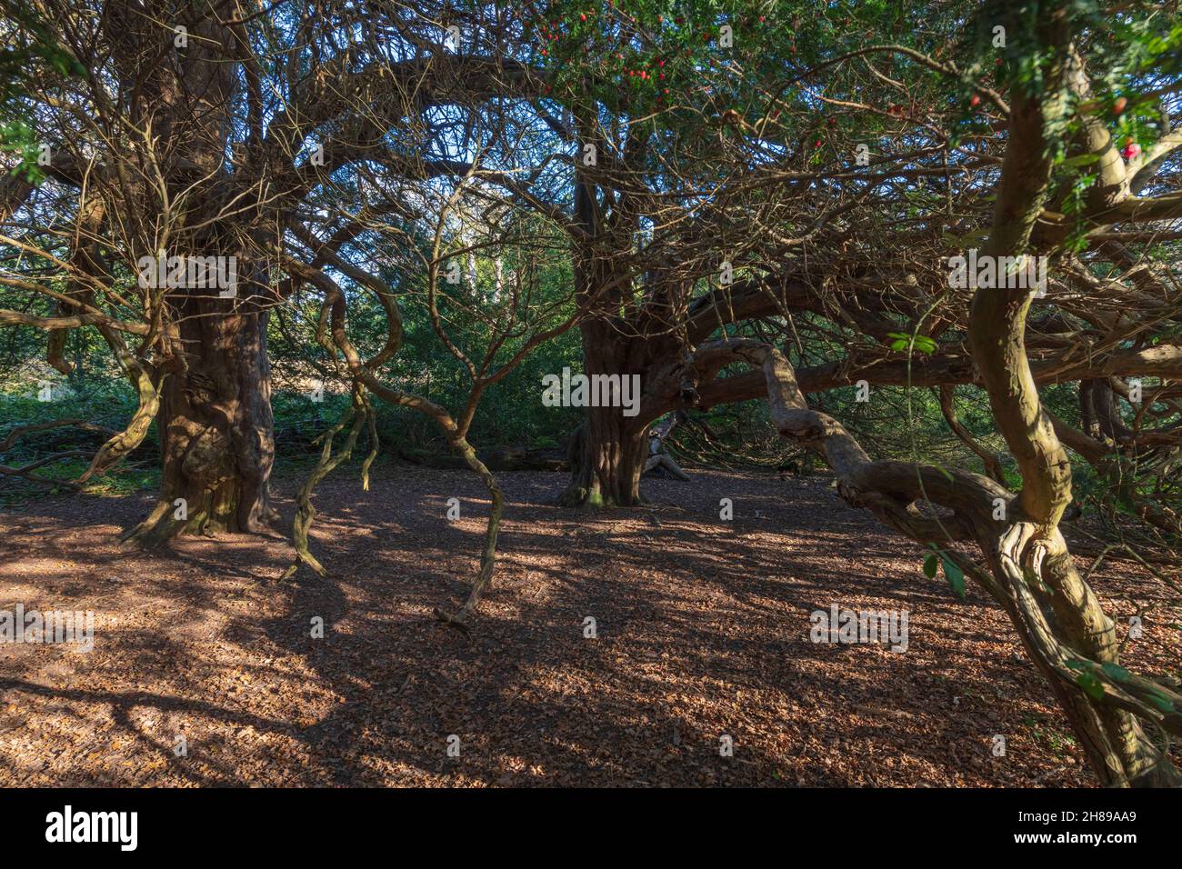 The sprawling branches of Yew Trees in Kingley Vale Nature reserve, West Sussex. Stock Photo