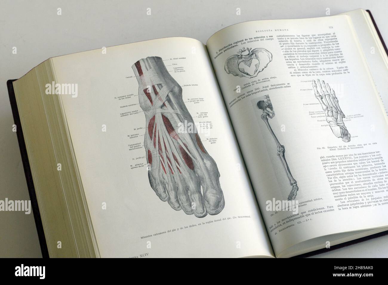 human biology, foot bones, foot muscles,pelvic bones, leg bones Stock Photo