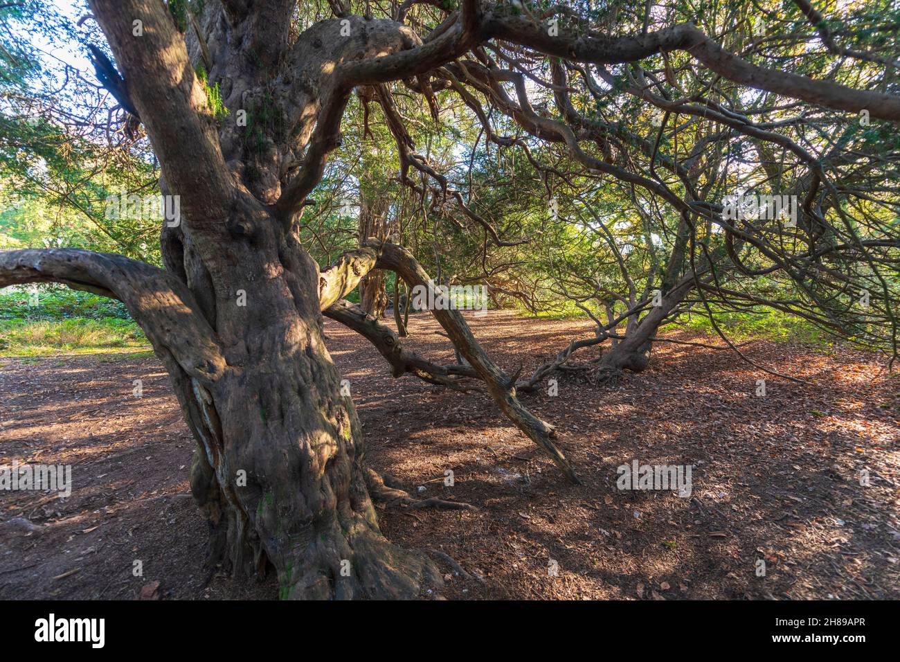 Ancient Yew Trees in a Clearing in Kingley Vale Nature Reserve, West Sussex, England. Stock Photo