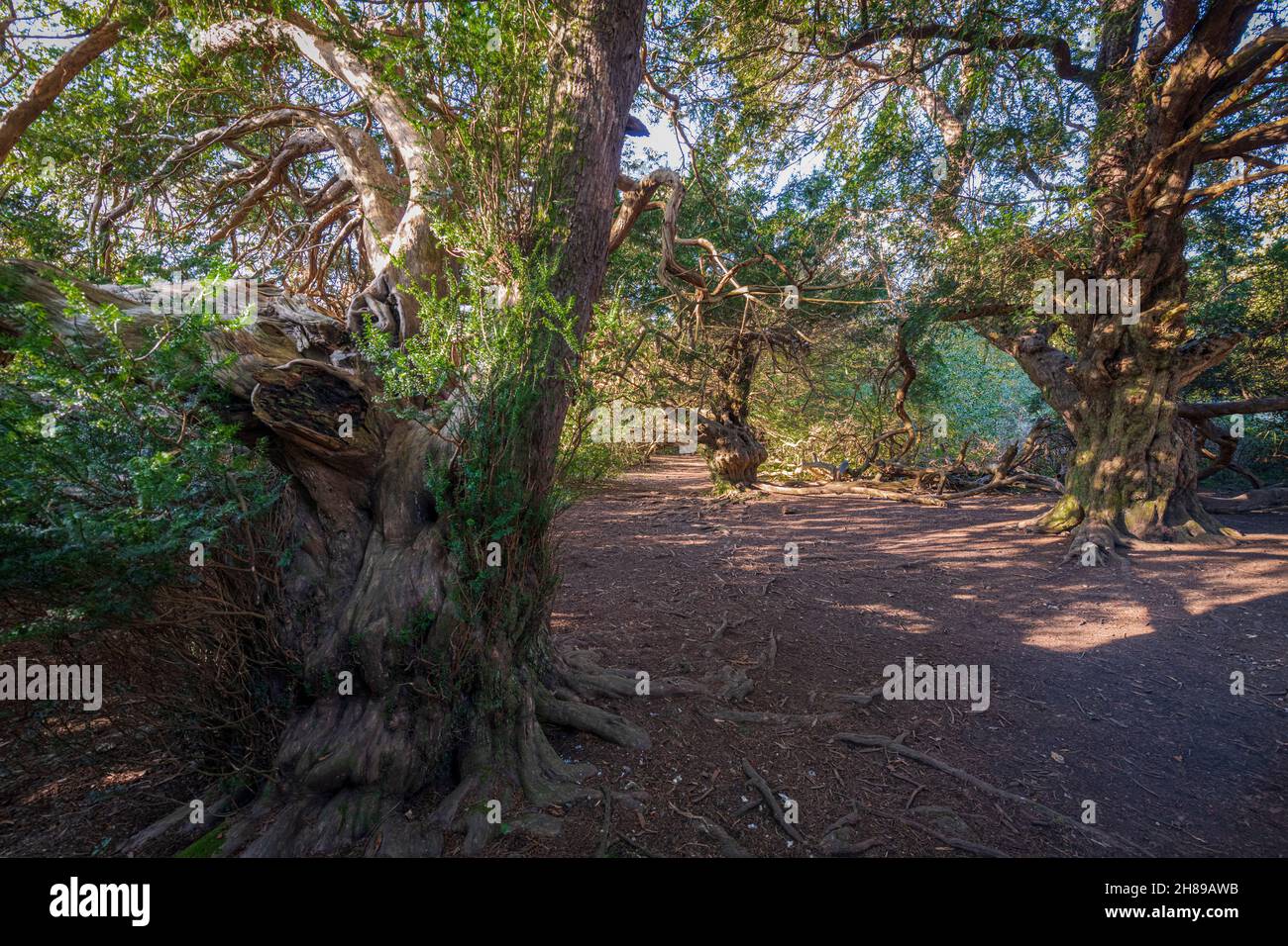 Ancient Yew Trees in a Clearing in Kingley Vale Nature Reserve, West Sussex, England. Stock Photo