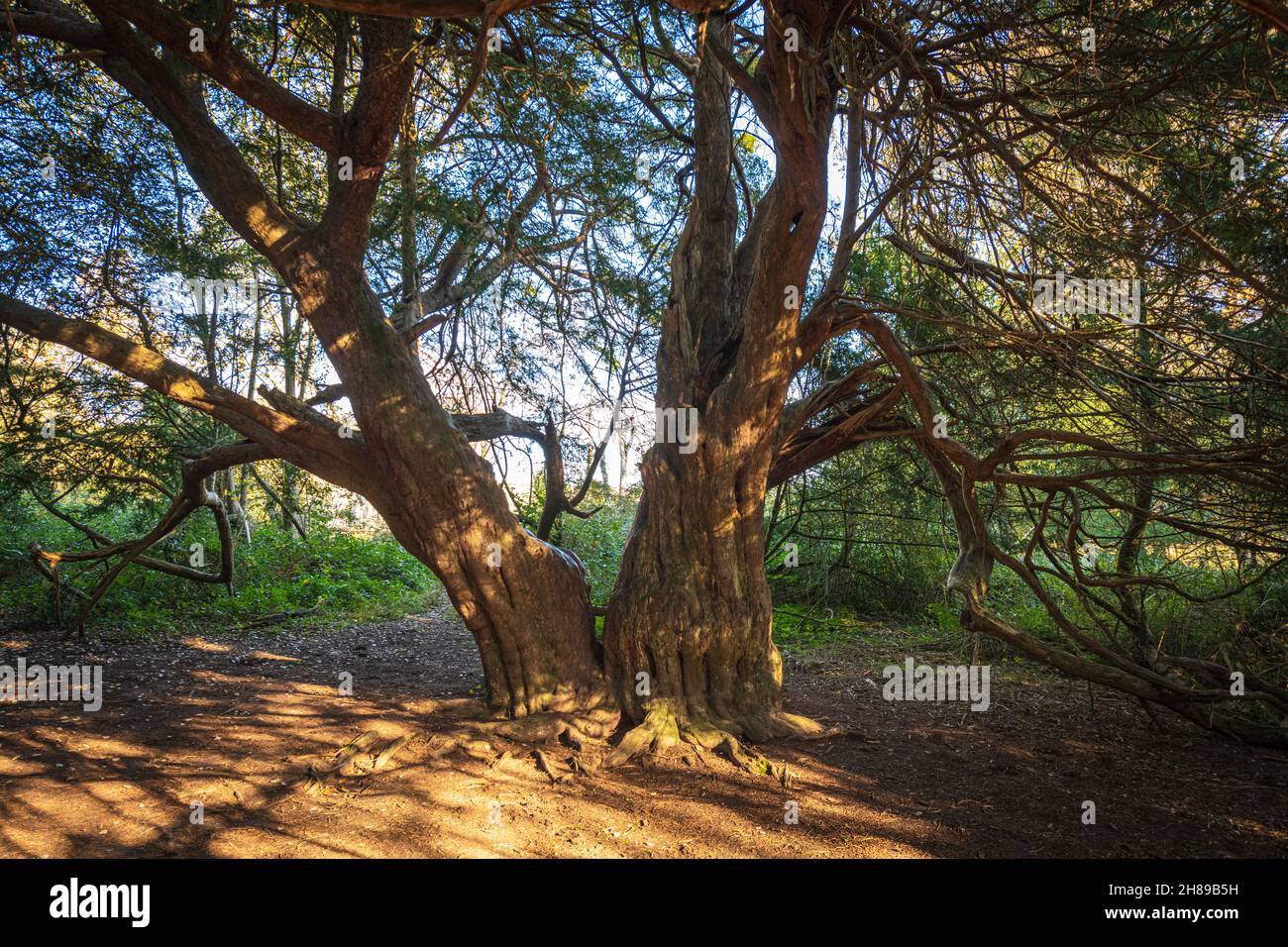 Two Yew Trees grow together in Kingley Vale Nature Reserve, West Sussex. Stock Photo