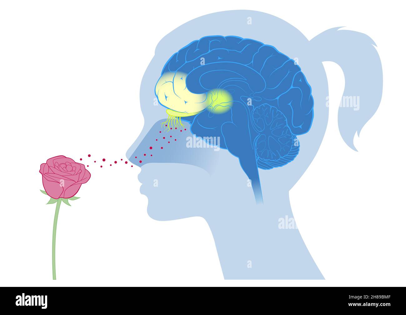 Brain Cortex Smell Emotion Stock Photo - Alamy