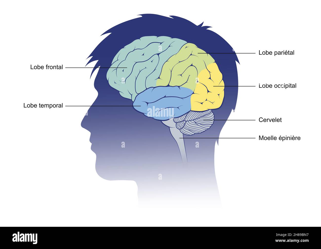 Male brain lobes captions Stock Photo