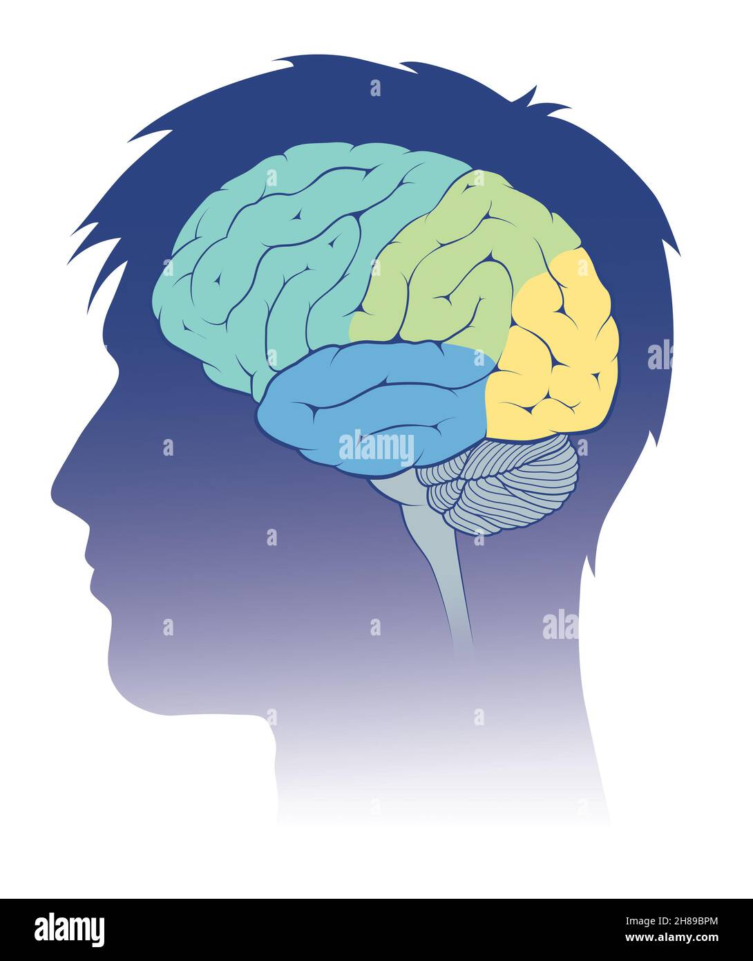 Brain lobes Stock Photo