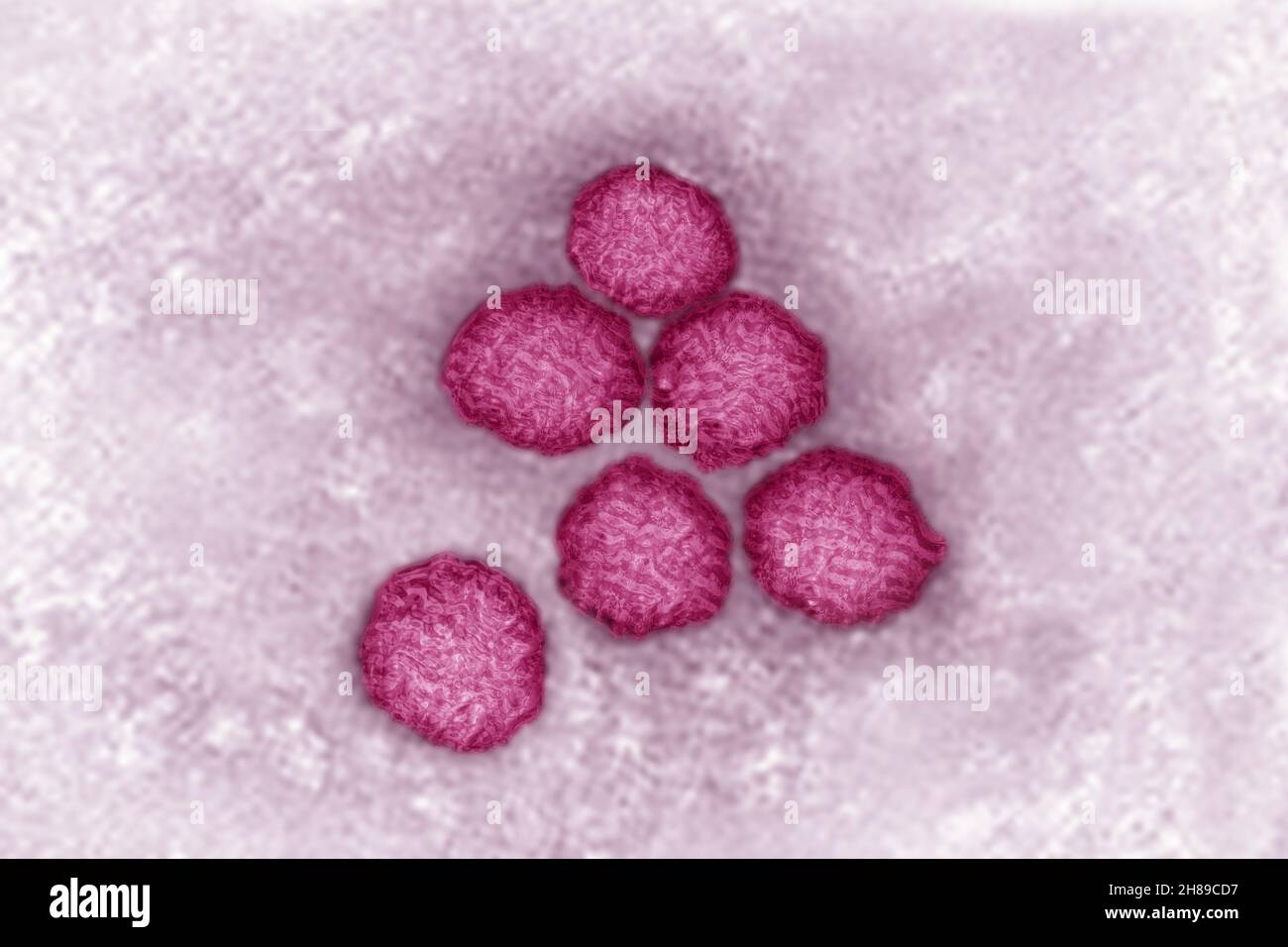 Flavivirus Stock Photo