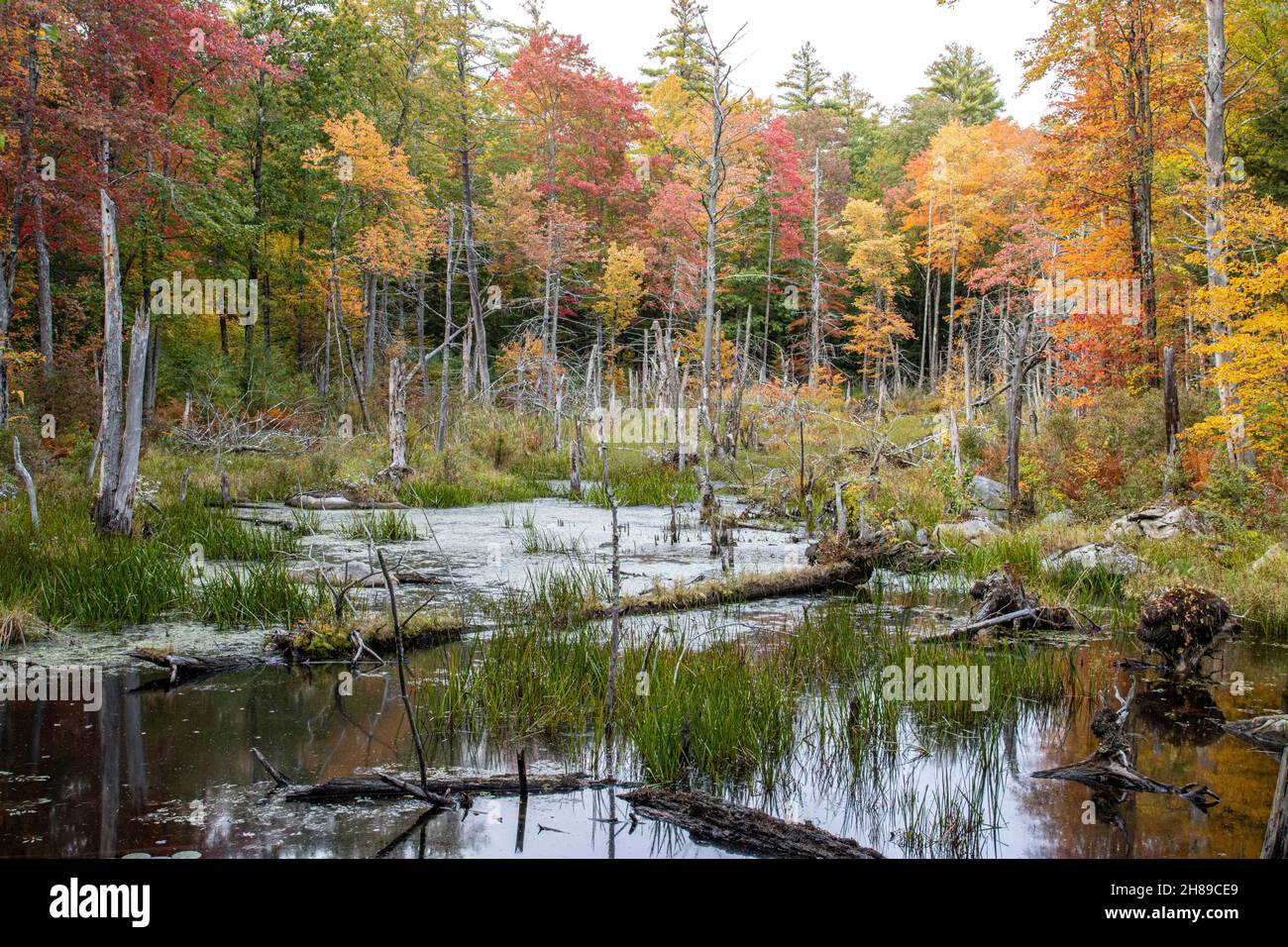 A small marsh in Phillipston on a fall day Stock Photo