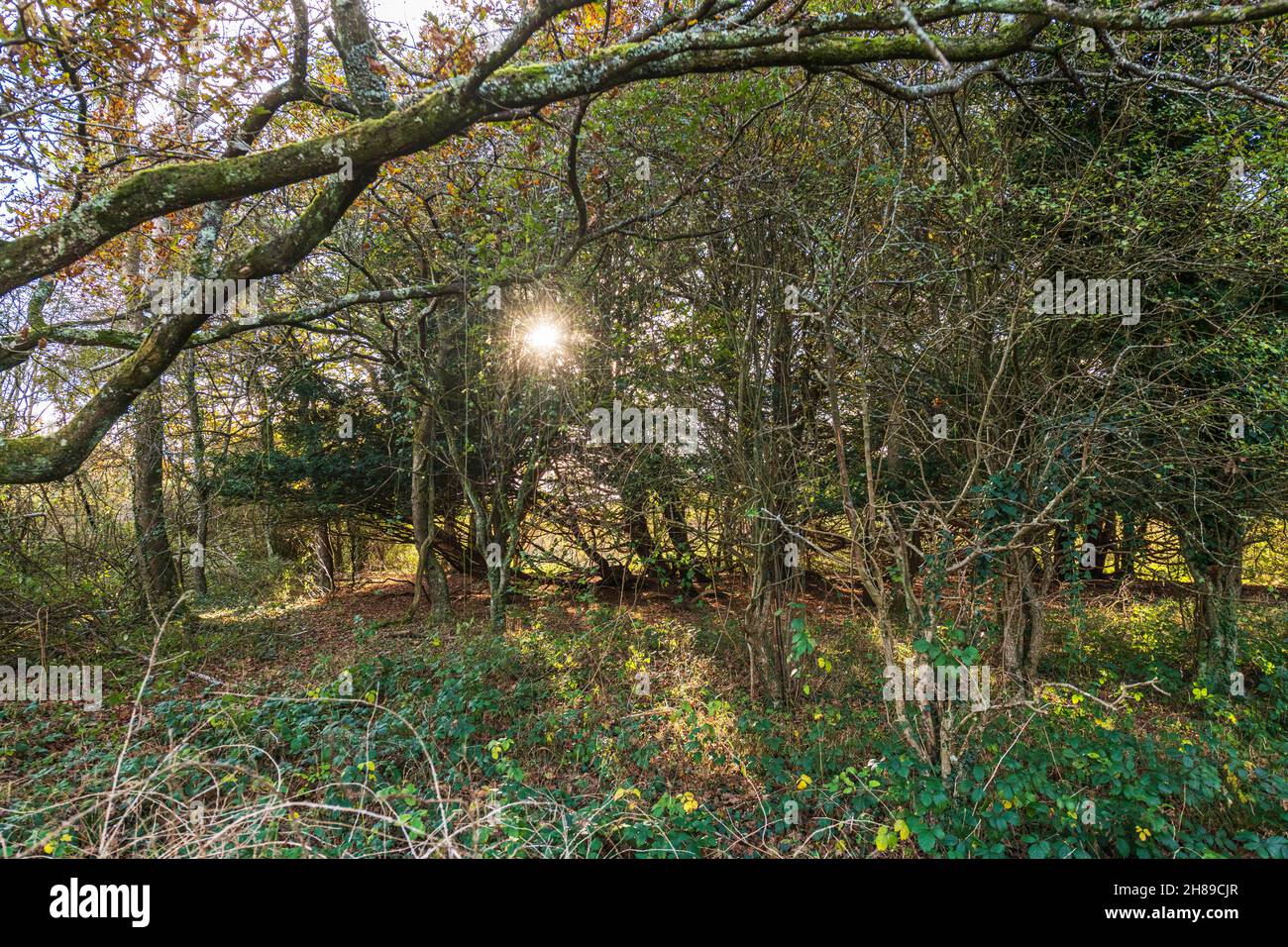 The sun sets behind the wood at Kingley Vale, West Sussex, England. Stock Photo