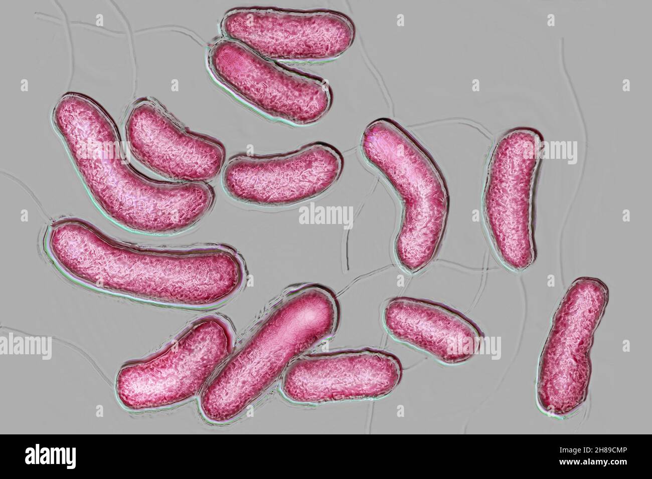 Bacilli vibrio cholera Stock Photo