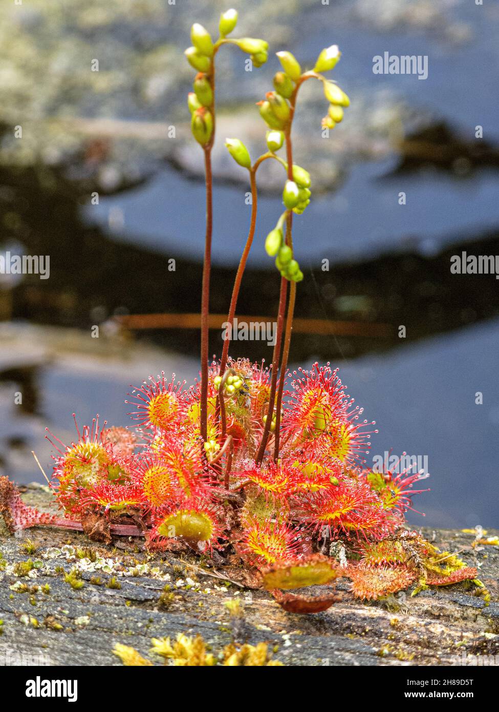 A  sundew on the shores of Tully Lake in Royalston, Massachusetts Stock Photo