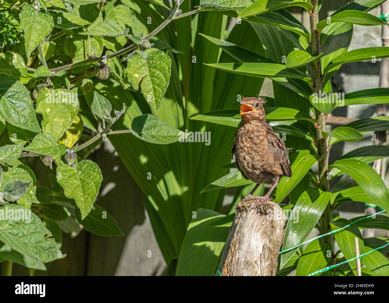 Fladling Fledgling blackbird hi-res stock photography and images - Alamy
