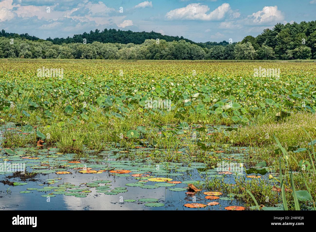 Great Meadows National Wildlife Refuge in Concord, Massachusetts Stock Photo