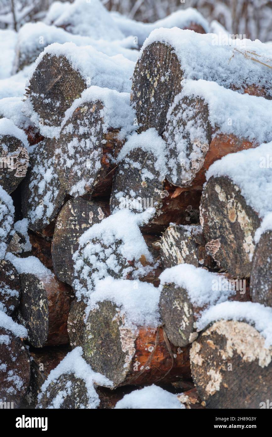 A Stack of Unseasoned Scots Pine Logs for Firewood Under a Thin Covering of Snow Stock Photo