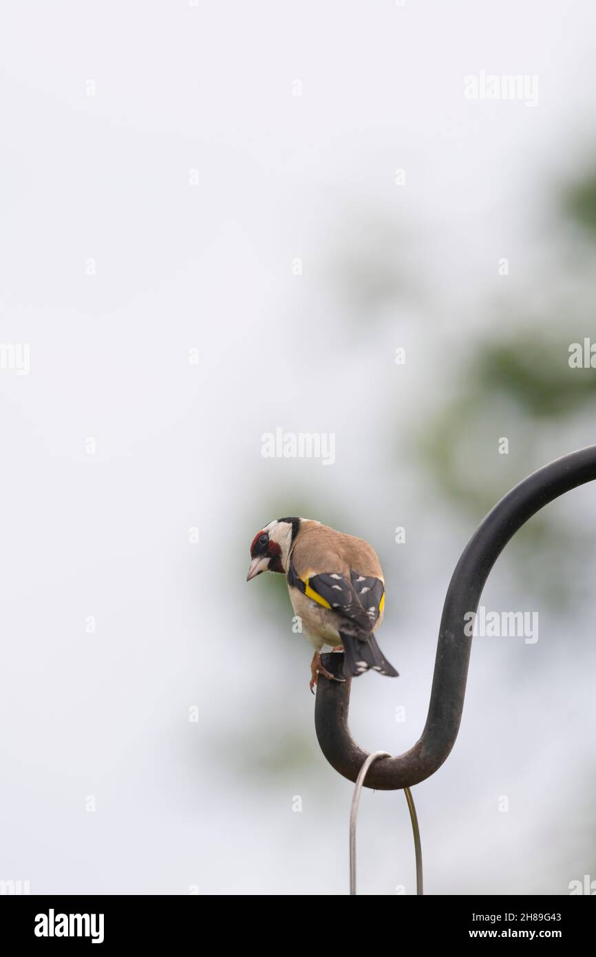 A Goldfinch, or Redcap, (Carduelis Carduelis) Perched on the End of a Support for a Garden Bird Feeder Stock Photo