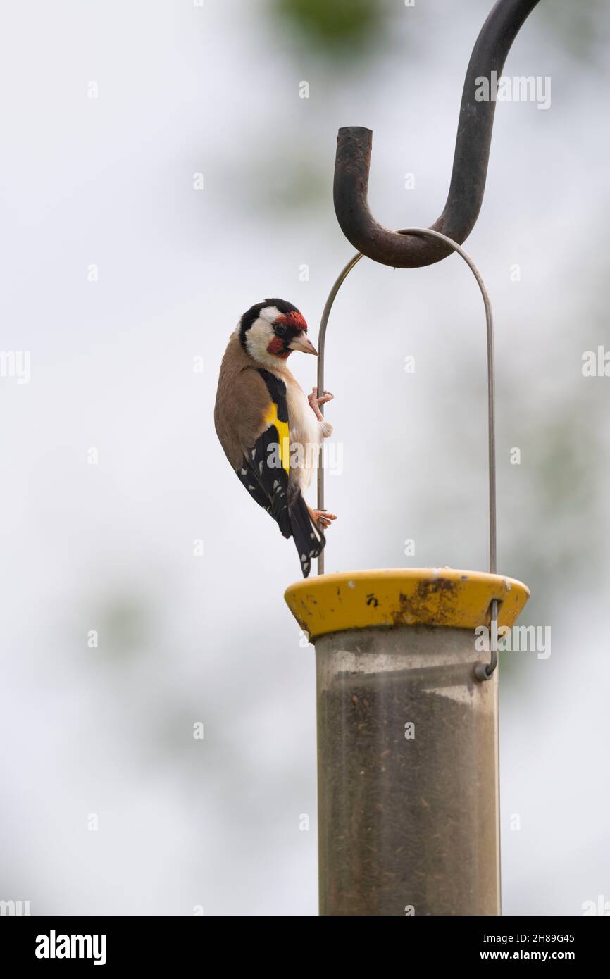 A Goldfinch, or Redcap, (Carduelis Carduelis) Clinging to the Handle of a Garden Bird Feeder Stock Photo
