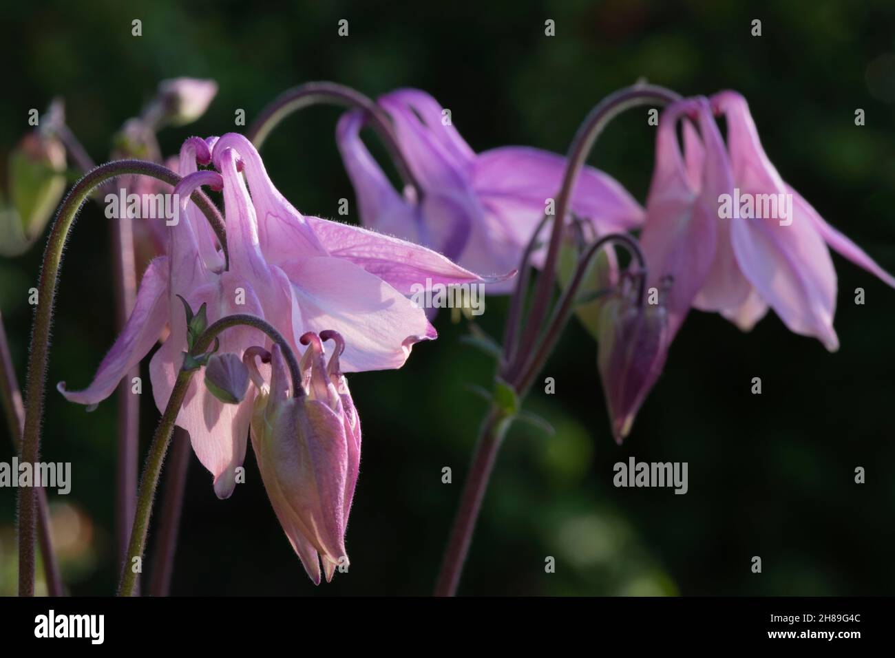 A Close-Up of a Small Group of Purple & Pink Common Columbine (Aquilegia Vulgaris) Flower Heads Against a Dark Background Stock Photo