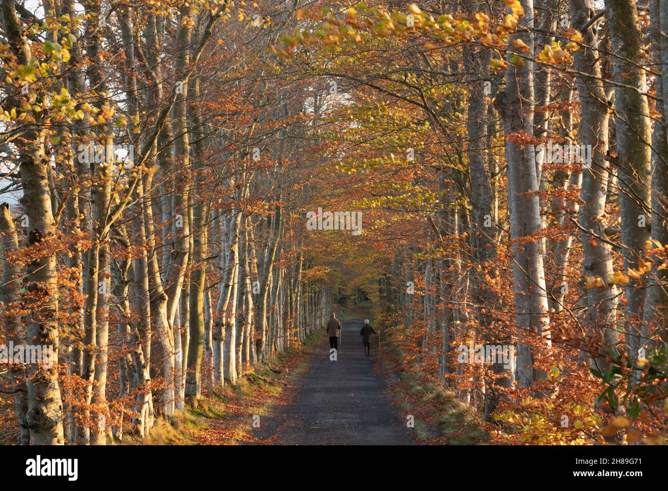 An Elderly Couple Walking Along a Country Lane Lined with Beech Trees ...