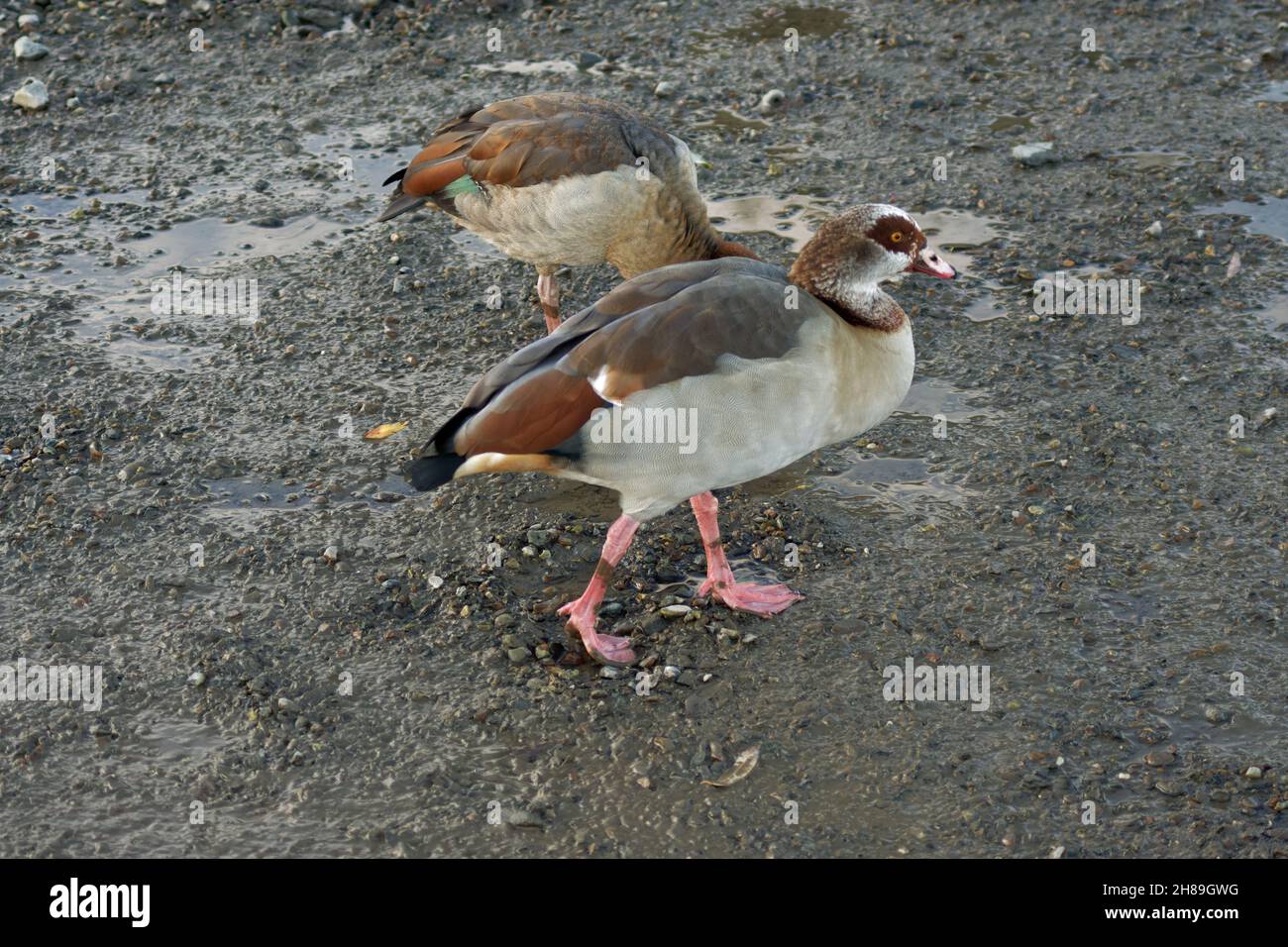 London, UK. 28th Nov, 2021. Egyptian Geese forage on the Thames's riverbed at Chiswick. Egyptian