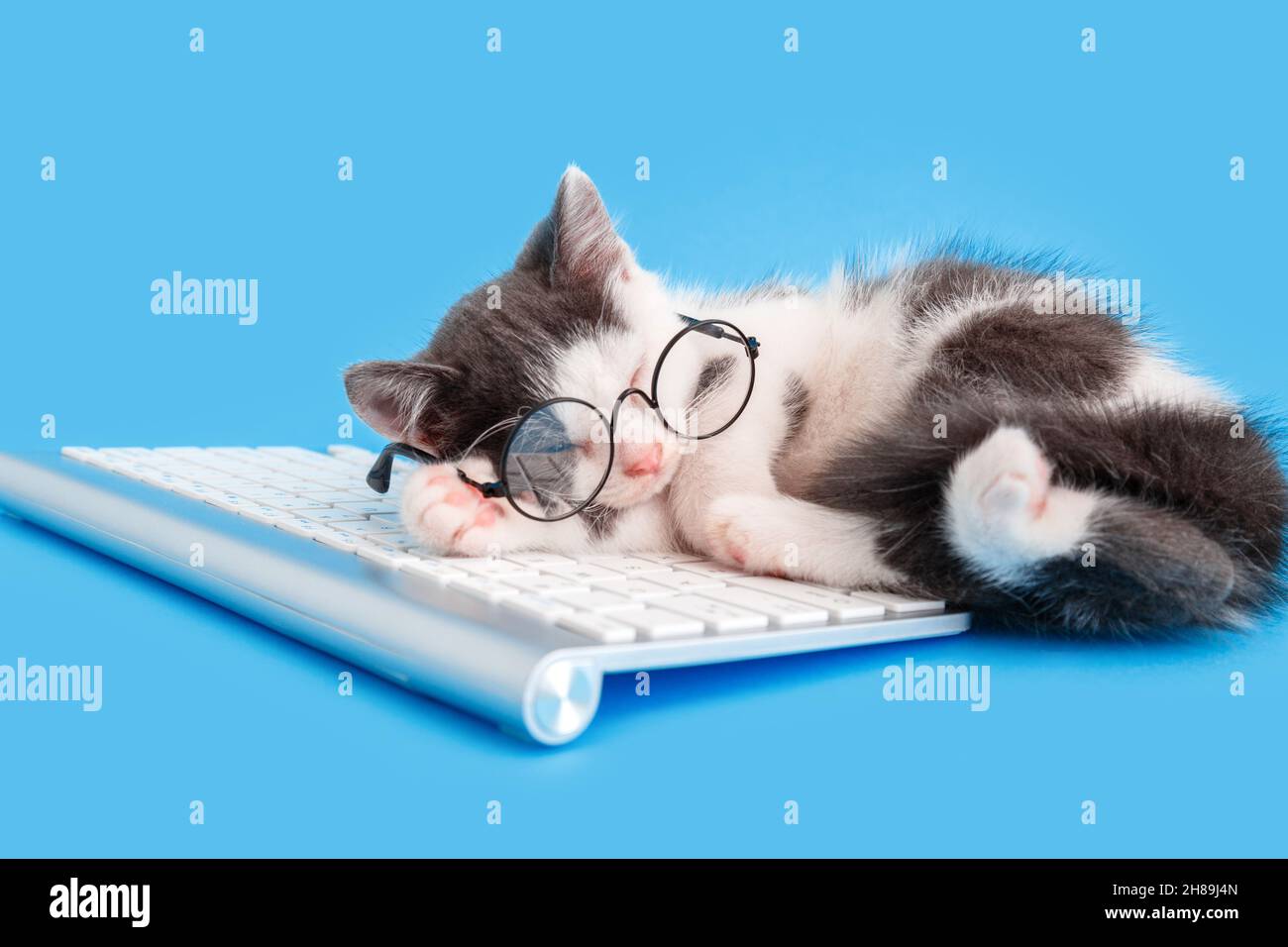 Cute little kitten in glasses fell asleep on keyboard on working desk place. Pet cat sleep on pc keyboard laptop isolated on blue color background Stock Photo