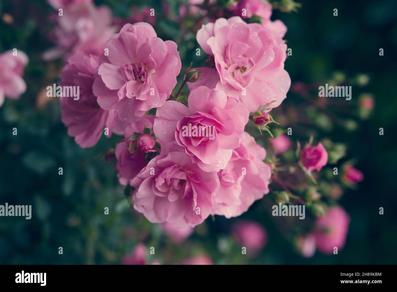 Cheap Pink Roses Plant Usa Delivery Usa