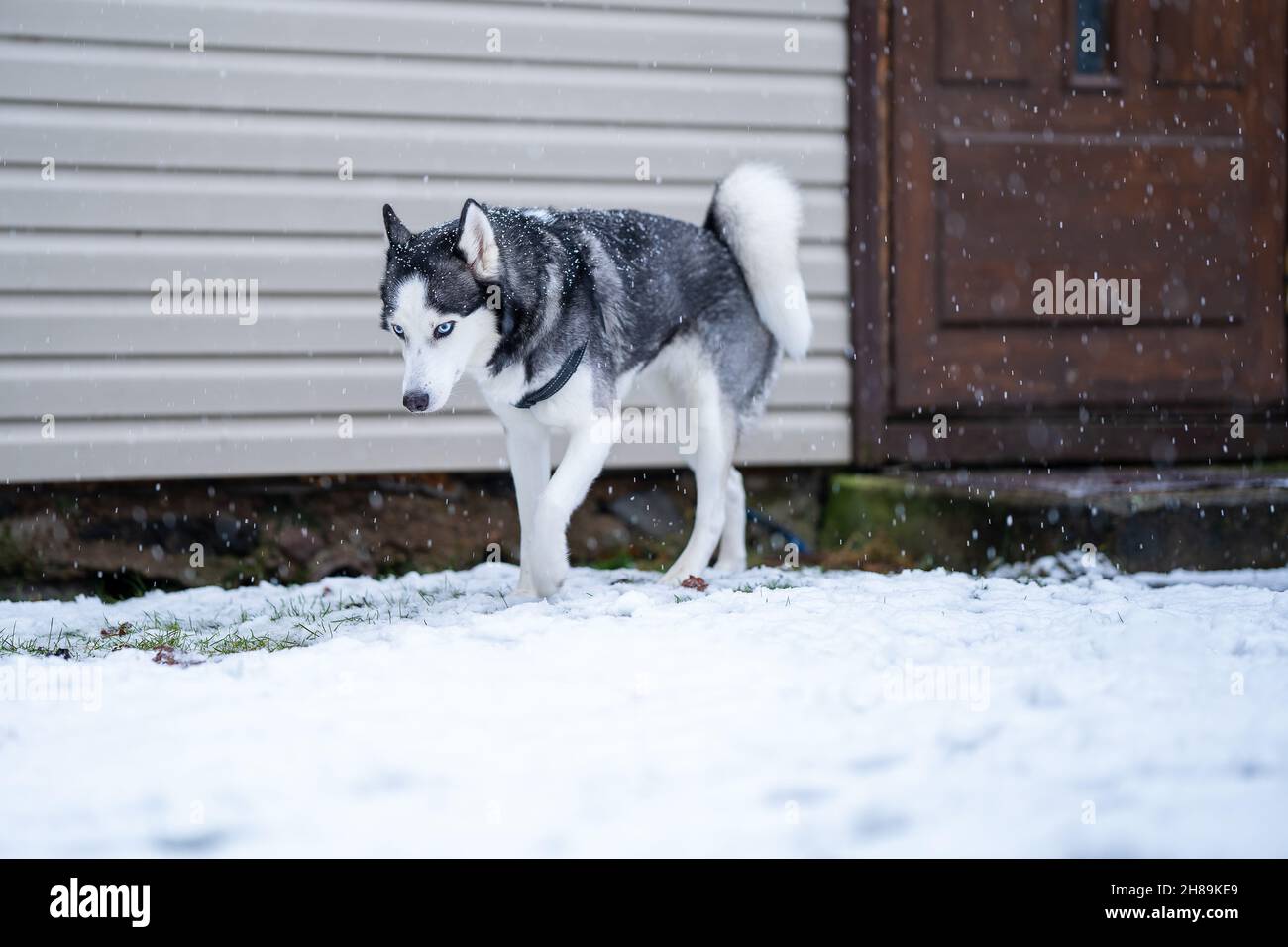 A dog breed Husky walking near the house and looking down Stock Photo