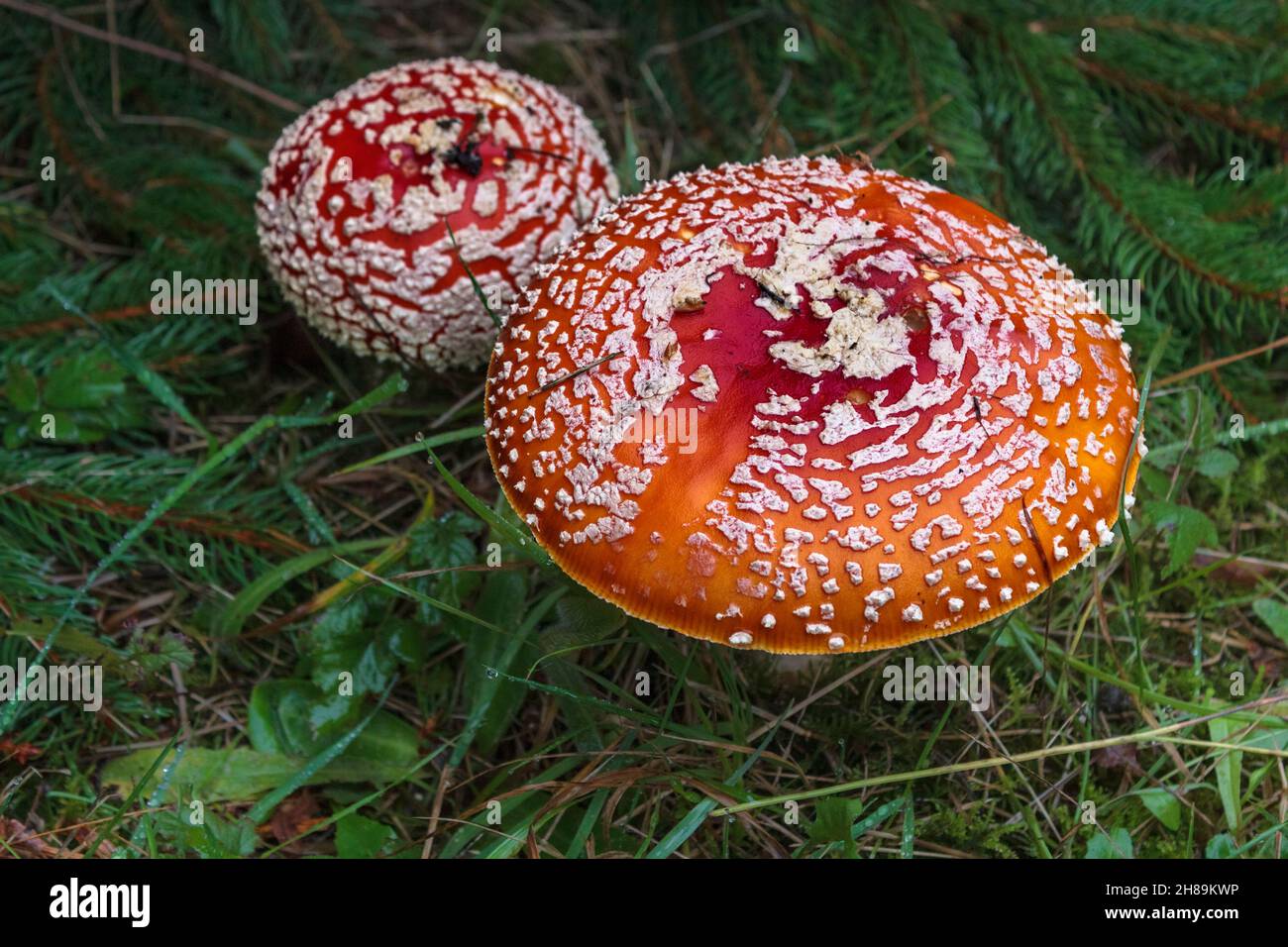 The round, brightly coloured, warty caps of two Amanita muscaria (American fly agaric) mushrooms stand out conspicuously in their woodland habitat. Stock Photo