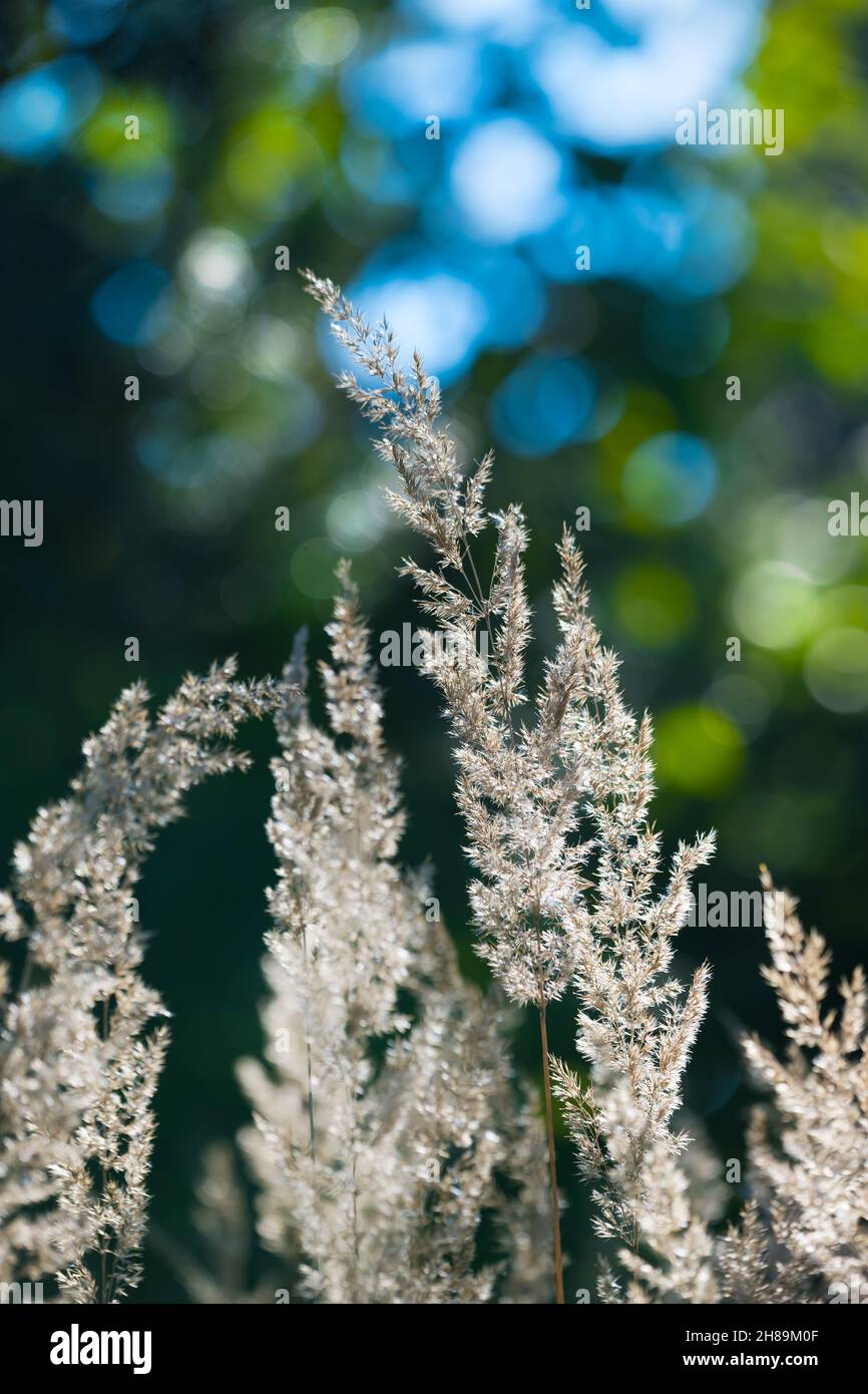 Closeup of reed grass spikelets on nature background with bokeh. Calamagrostis arundinacea. Detail of bunch grasses. Blurry green forest and blue sky. Stock Photo