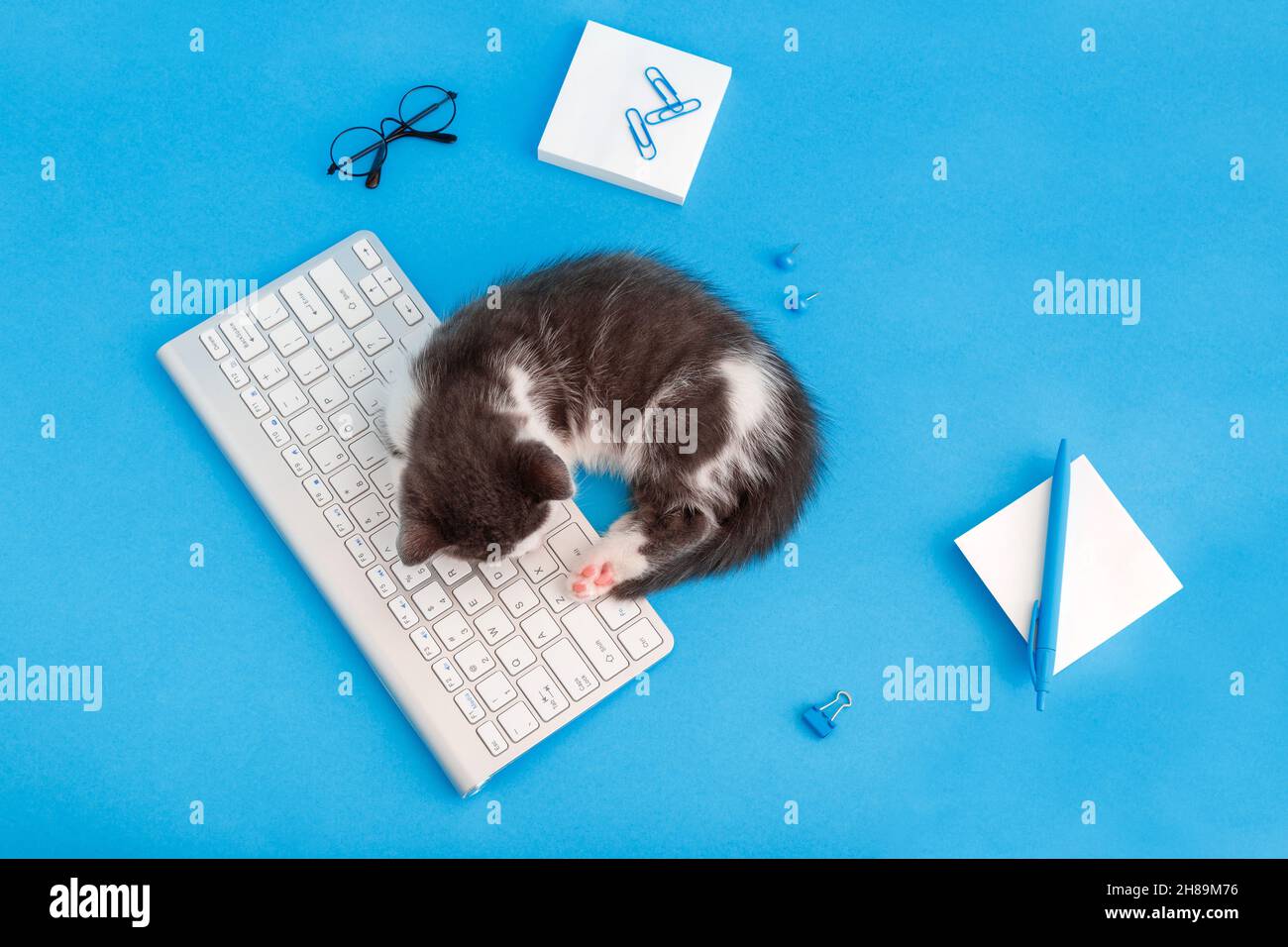 Cute little kitten in sleep on keyboard on working desk place with Stationery, computer. Pet cat sleep on pc keyboard on blue color background. Top Stock Photo