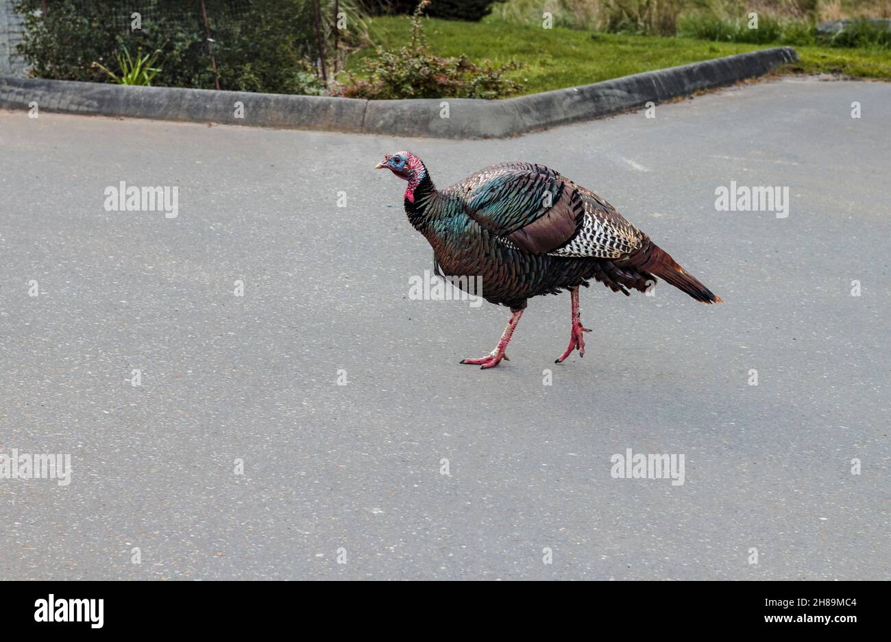 A large, colourful male wild turkey (Meleagris gallopavo) walks alone across the pavement in an empty residential parking lot on Gabriola Island, BC. Stock Photo