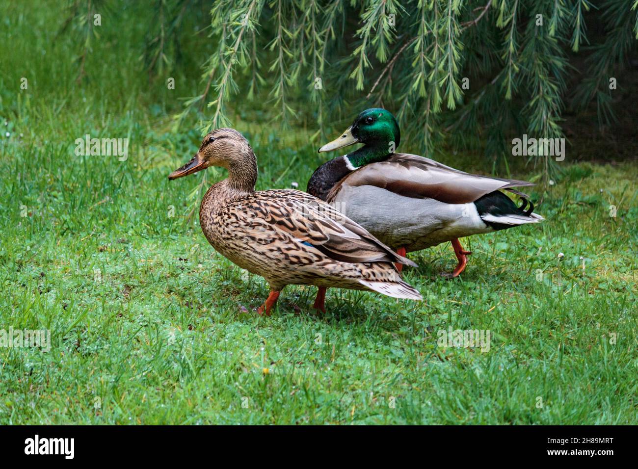 Close view of a male and female Msiallard duck couple walking on a green lawn in springtime, with long green cedar branches hanging in the background. Stock Photo