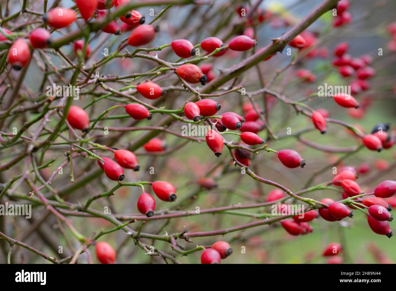 Selective focus of the deep red scarlet rosehips of the wild rose plant Rosa Canina (common name Dog Rose) in late autumn in Shropshire, England Stock Photo