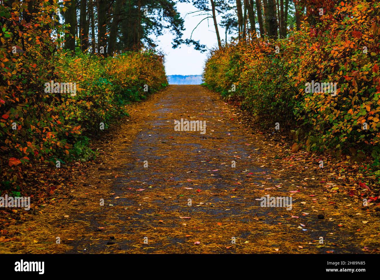Colorful foliage in the park hi-res stock photography and images - Alamy