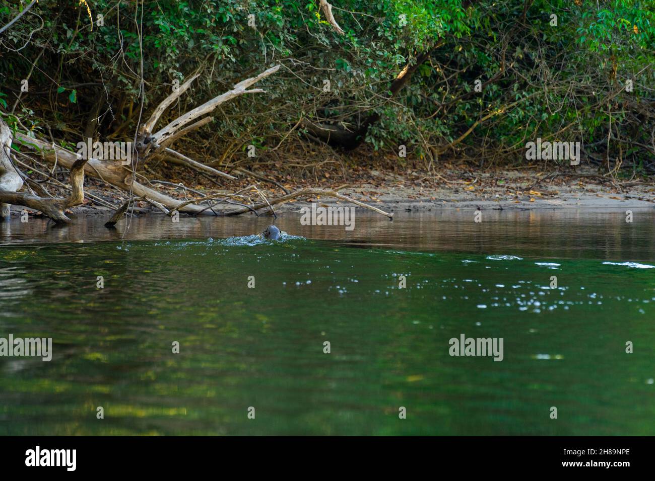 Giant Otters fishing in the Cristalino river in the Mato Grosso state portion of the Amazon Stock Photo