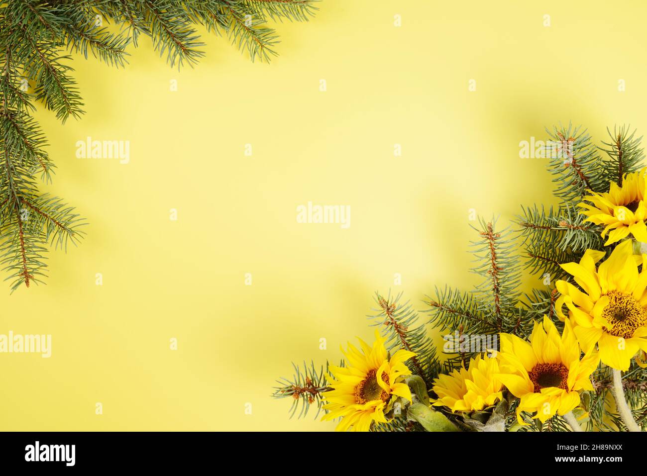 Sunflowers frame text hi-res stock photography and images - Page 2 - Alamy