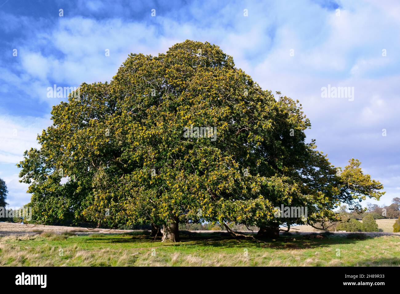 Large, ancient and impressive sweet chestnut tree (Castanea sativa) photographed in autumn, Petworth Park, Petworth, West Sussex, England, UK Stock Photo