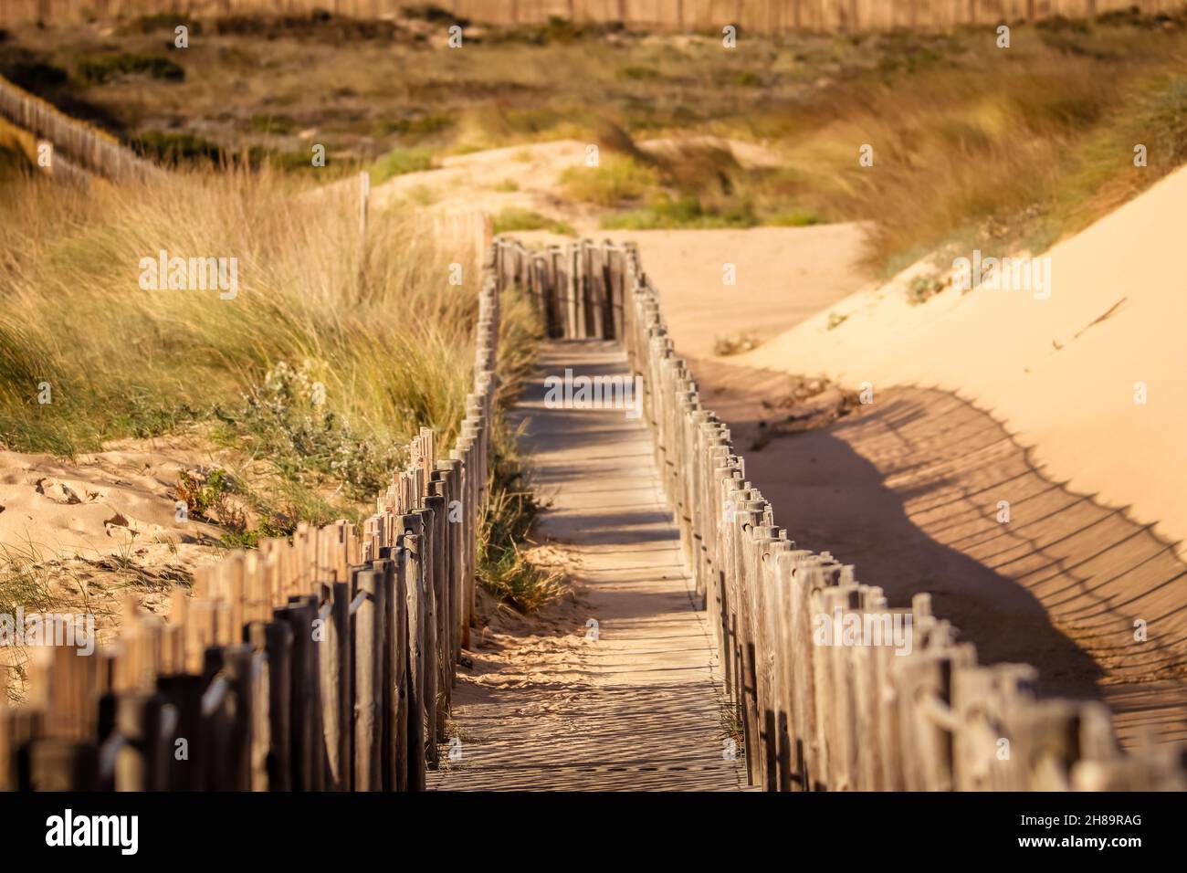 Boardwalk through the sand dunes Stock Photo