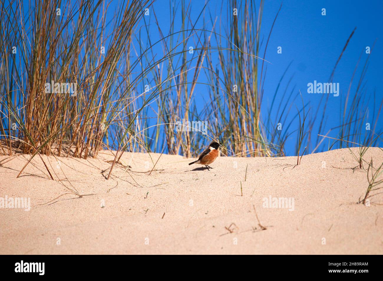 European Stonechat on a sand dune. Wildlife scene from nature Stock Photo