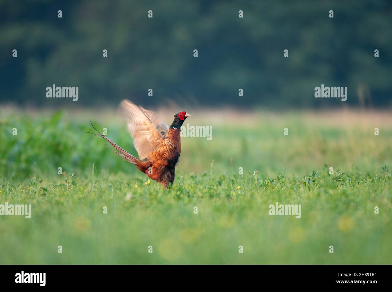 Wild male pheasant, standing in a field with it's wings spread out Stock Photo
