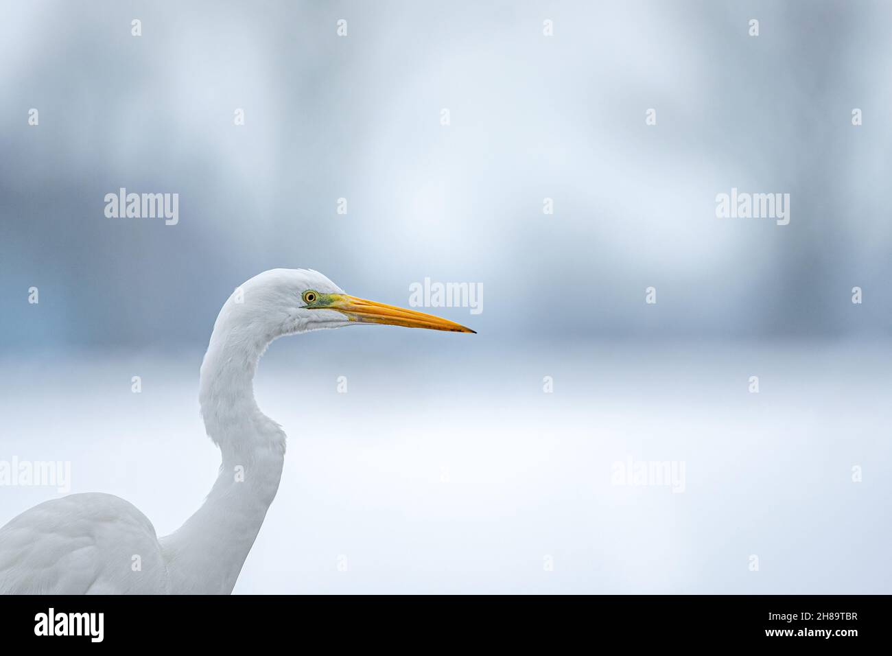 Close up photo of a great white egret Stock Photo